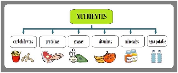 Los nutrientes de los alimentos